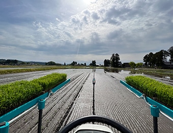 田植え